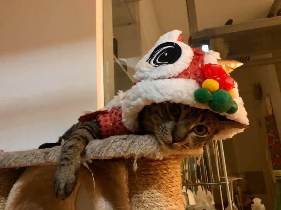 A photo of my cat, Francis Begbie, unhappily dressed in a lion dance costume.