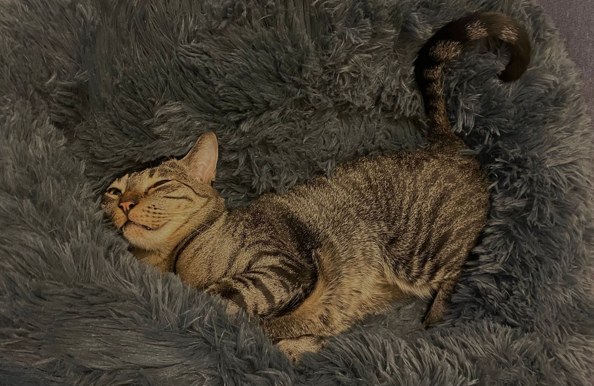 A tabby cat relaxing in a grey marshmallow bed.