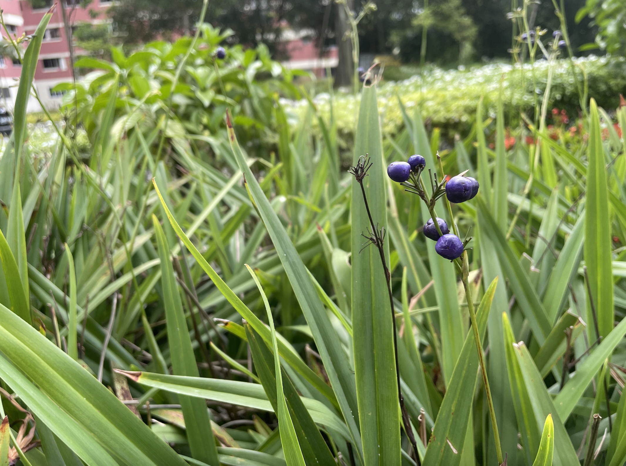 A photo of green blades of grass and leaves, with a stalk in the foreground with some bright purple buds.