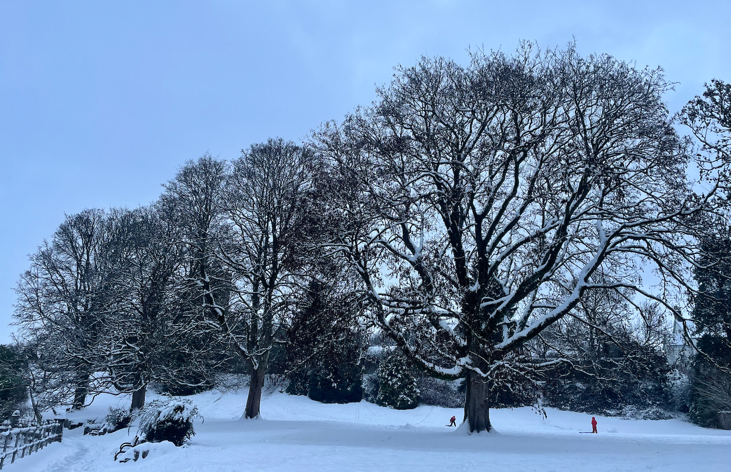A photo of bare trees with snow on its branches, standing amid a blanket of snow.
