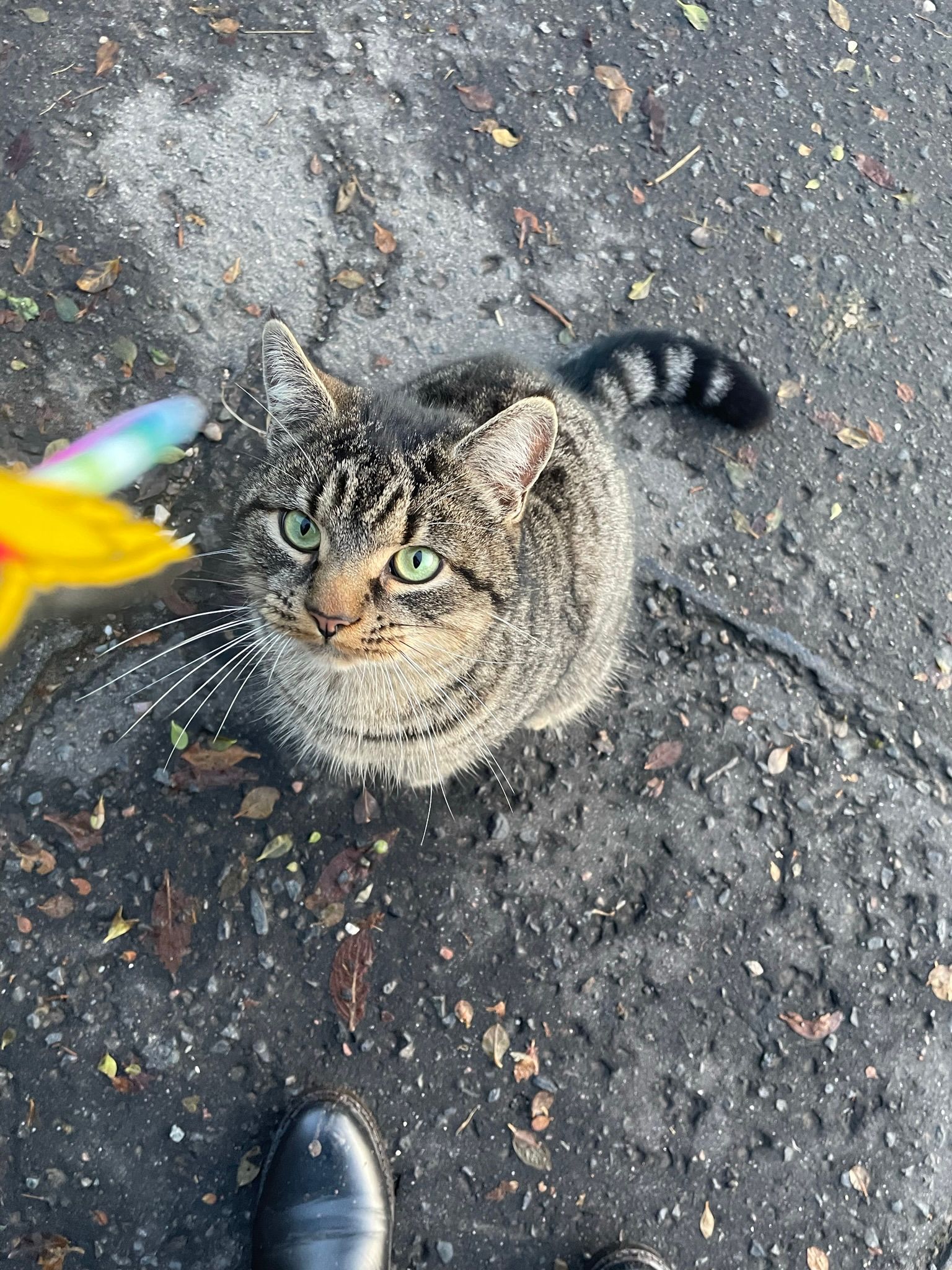 A fluffy tabby cat sitting on the pavement, looking up at my colourful phone strap with her yellow-green eyes.