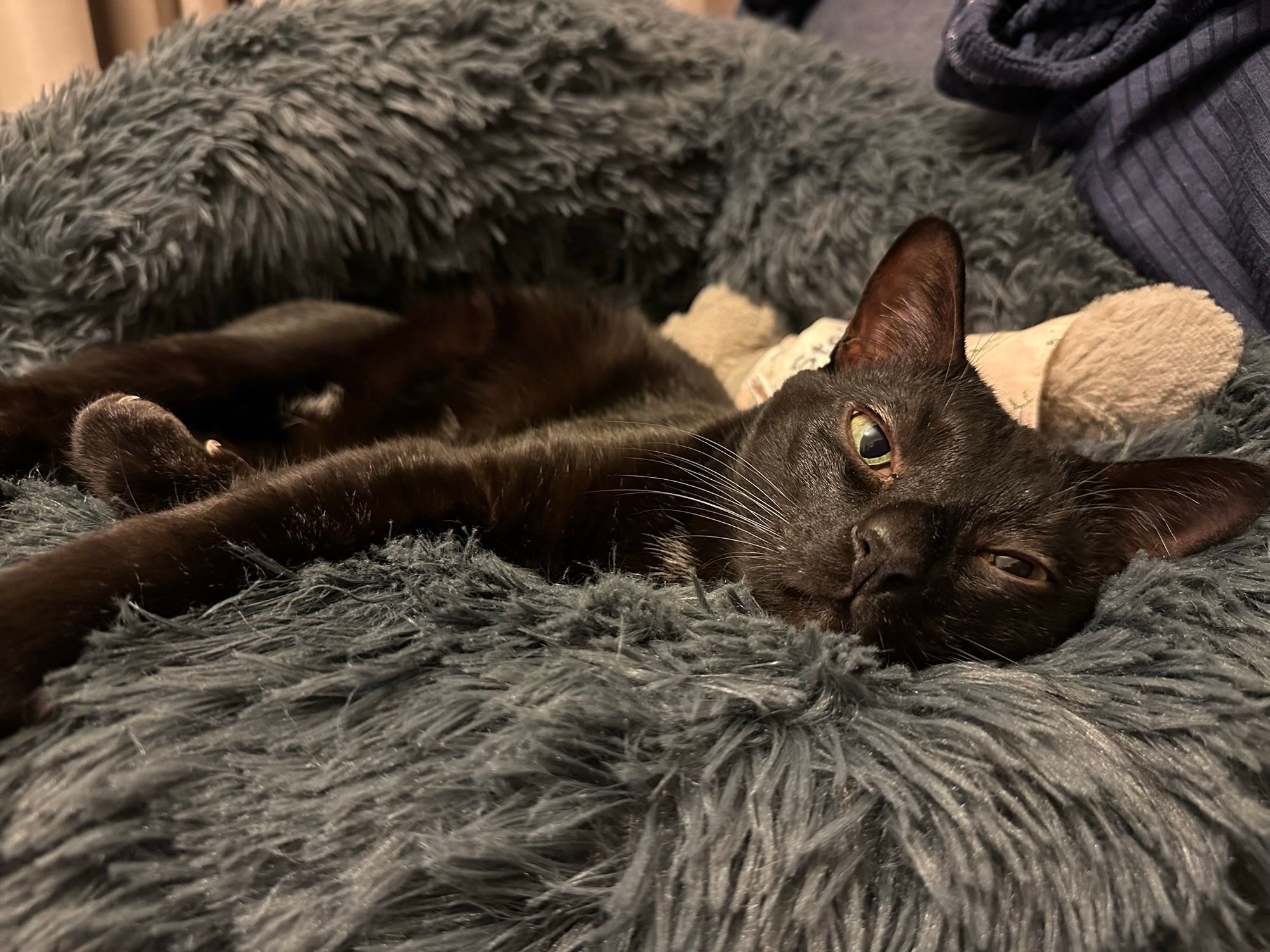 A black cat is lying lazily in a soft grey marshmallow bed, staring straight into the camera.