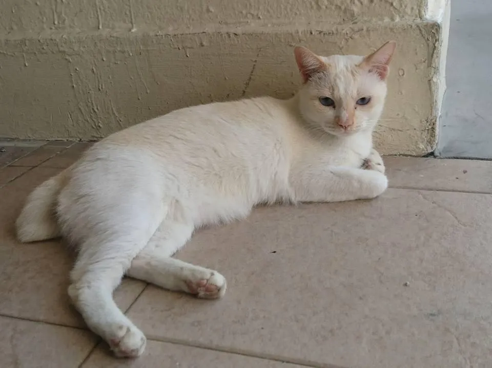 #48: Help us find Leng Leng!